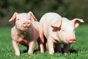 pig
